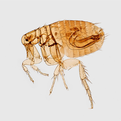 Flea Control, Bedbugs, Fleas